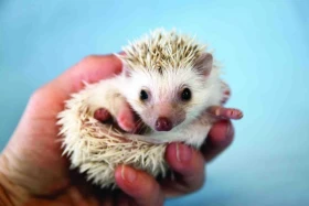 Africký trpasličí ježek 3 (Atelerix albiventris / Atelerix algirus)