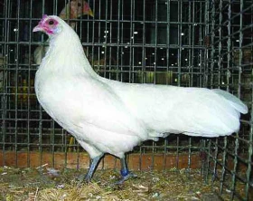 Německé zakrslé
