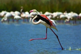 Camargue