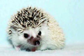 Africký trpasličí ježek 4 (Atelerix albiventris / Atelerix algirus)