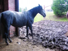 Domov pro koně Díl 12: Podlahy i do výběhů?