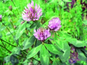 Poklady z přírody 15 – Jetele