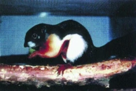 Veverka Prévostova (Callosciurus prevosti)