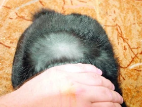 Posuzování králíků v obrazech VII. Šestá pozice oceňovacího lístku