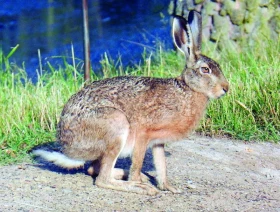 Zajíc polní Lepus europaeus, Pallas, 1778