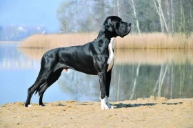 Německá doga