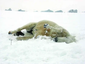 Domov pro koně  Díl 16: Koně, zima – a ustájení