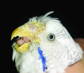 Najčastejšie ektoparazitózy v chovoch papagájov