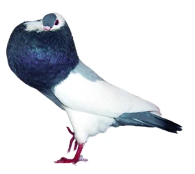 Devadesát let organizovaného chovu českých staváků – český stavák sedlatý