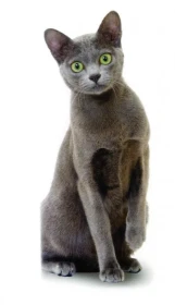 Korát – málo známé plemeno koček