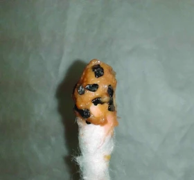 Voliéry pre papagáje a ich skrytá hrozba Intoxikácie ťažkými kovmi