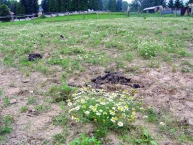 Pastviny a péče o ně