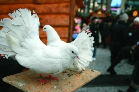 Nová atrakce Prahy – okrasní holubi