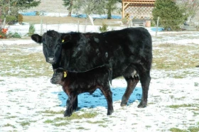 Elektrické ohradníky