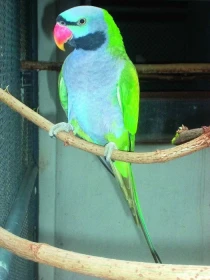 Chov alexandra čínskeho