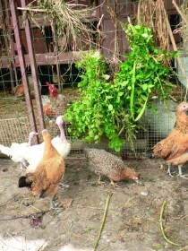 Poklady z přírody 24 – Dobromysl obecná 