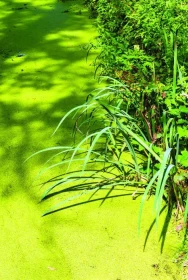 Poklady z přírody – okřehek