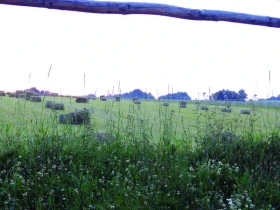 Pastviny a péče o ně