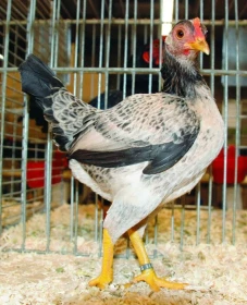 Bojovnice staroanglické