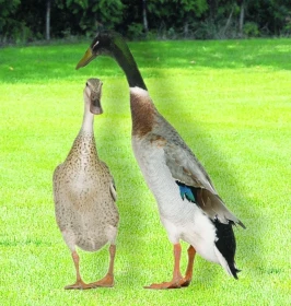 Slimákožrouti a jim podobní