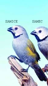 Oliváčci,  afričtí astrildovití pěvci rodu Nesocharis