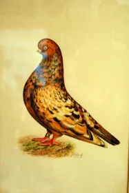 Anglický krátkozobý rejdič – nejznámější holubi 34