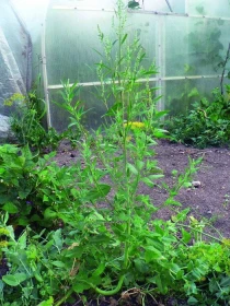 Poklady z přírody 29 –  Lebeda