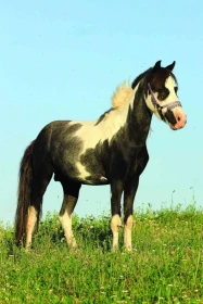 Jezdecká stáj Royal Liberty