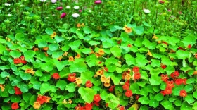 Lichořeřišnice – Poklady z přírody 30