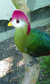 Turako červenokorunkatý – zkušenosti s umělým odchovem