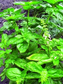 Bazalka – Poklady z přírody 31