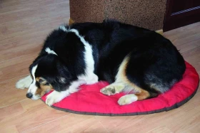 Poslání psa na „místo“ – Výchova rodinného psa 4