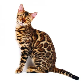 Bengálská kočka