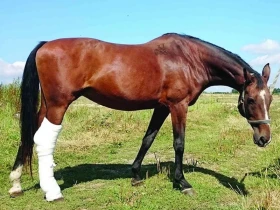 Léčba koní a psů pomocí kmenových buněk