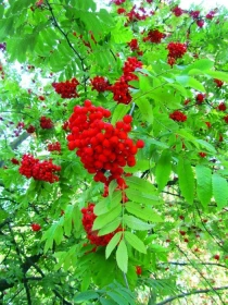 Poklady z přírody 34  –  Jeřabiny