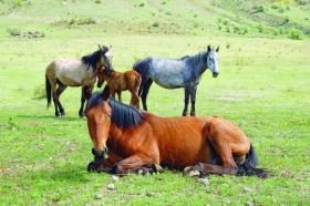 Kůň artrotik – co s ním?