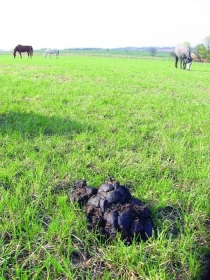 Chyby a omyly při odčervování koní