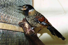 Chov sojkovců v Zoo Hodonín