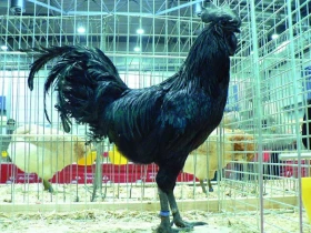 Když se rozhodnete vystavovat