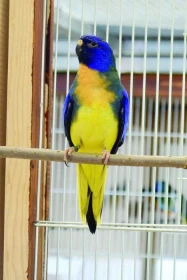 Chov papoušků rodu Neophema