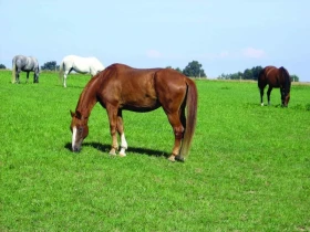 Krmné doplňky díl 2 – Vitaminy ano, nebo ne?