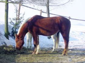 Krmné doplňky, díl 3: Další pro koně nezbytné vitaminy