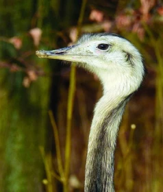 Nandu pampový – nový nepůvodní druh naší fauny