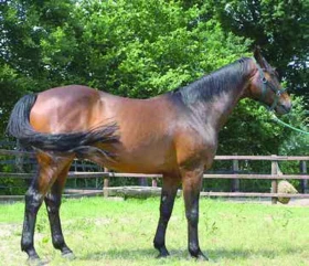 Zima strávená v boxu staví majitele před neřešitelné problémy