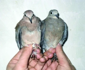 Netradiční hrdličky rodu Streptopelia v našich voliérách – část 3.