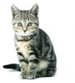 Rozhodnutí pro kočku