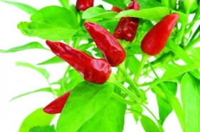 Poklady z přírody 48 – Paprika