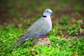 Netradiční hrdličky rodu Streptopelia v našich voliérách – 4. část