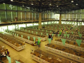 Zdravotní problémy v chovu králíků, díl 4. – Příprava na výstavu a péče o králíky po ní
