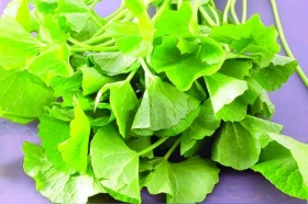 Poklady z přírody 49  –  Pupečník asijský